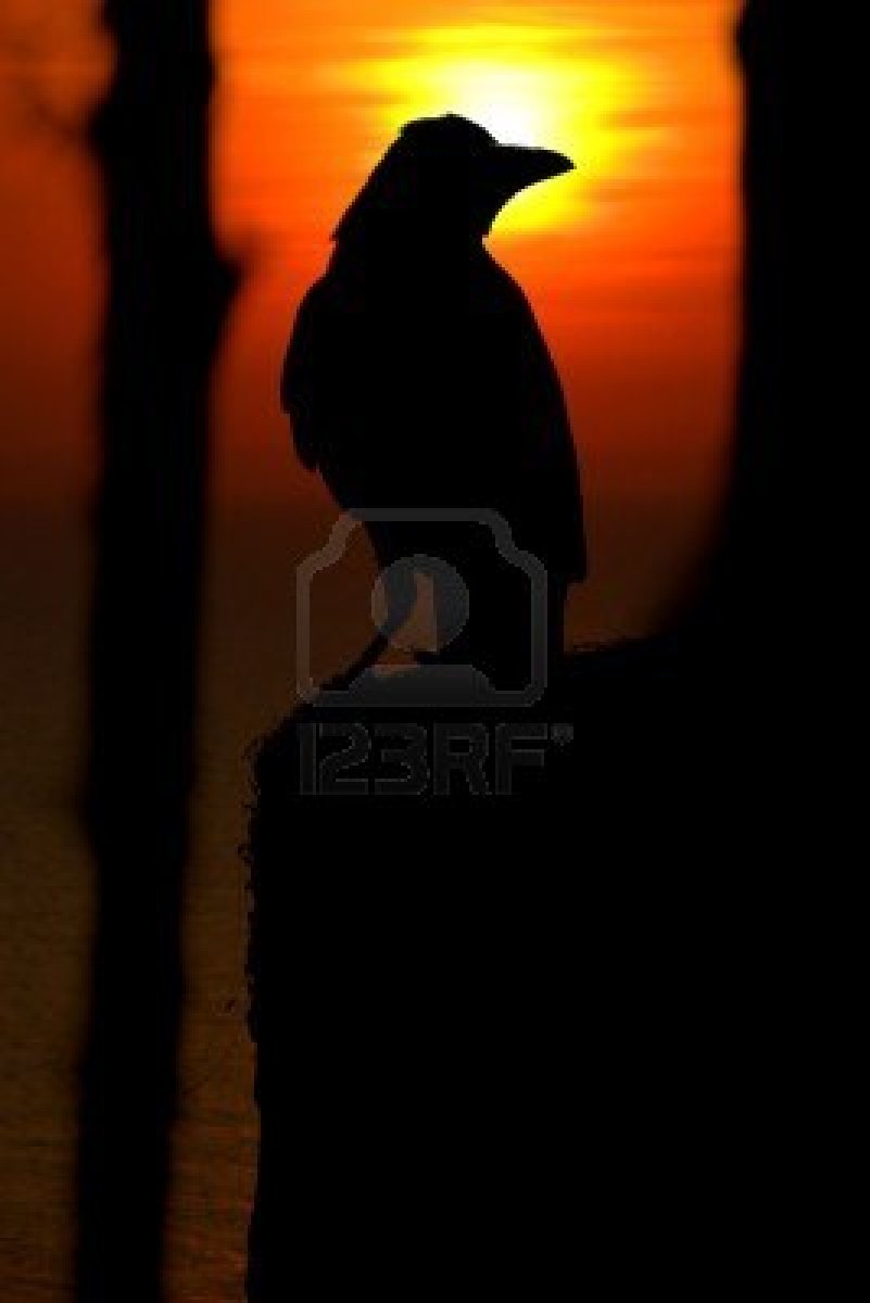 Crow High Quality Wallpapers CrowWallpapers 5 Crow High Quality Wallpapers