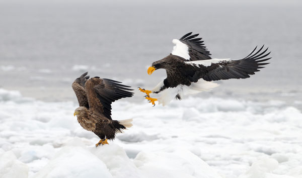 EP 5 30 Beautiful Eagle Photography