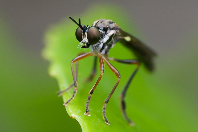 Nature Photography by Johan van Beilen Johan van Beilen Nature Photography by Johan van Beilen
