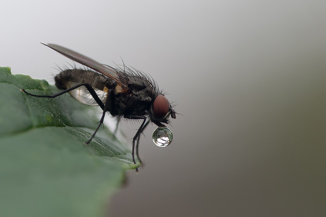 Nature Photography by Johan van Beilen Johan van Beilen3 Nature Photography by Johan van Beilen
