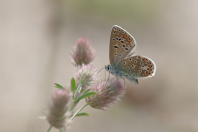 Nature Photography by Johan van Beilen Johan van Beilen5 Nature Photography by Johan van Beilen