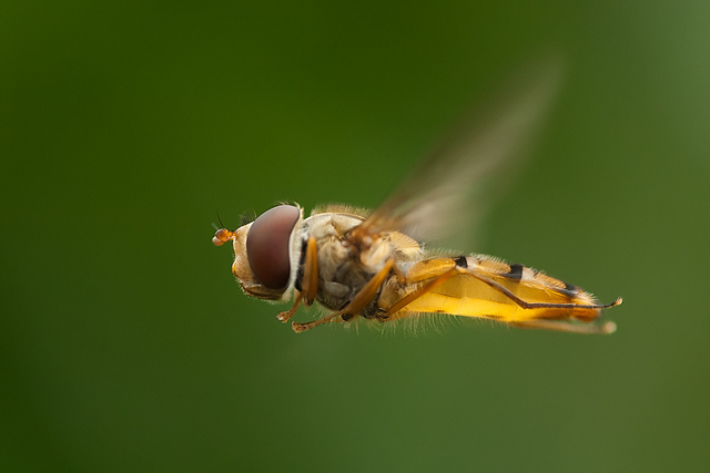 Nature Photography by Johan van Beilen Johan van Beilen7 Nature Photography by Johan van Beilen