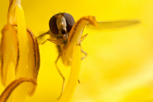 Nature Photography by Johan van Beilen Johan van Beilen9 Nature Photography by Johan van Beilen