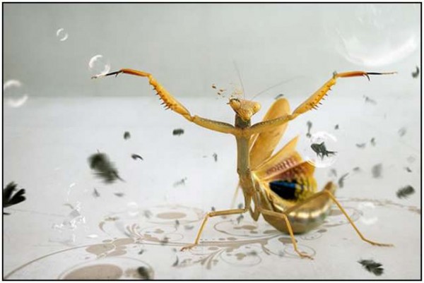 Kroma 02 by waugh 600x401 Great Macro Photography