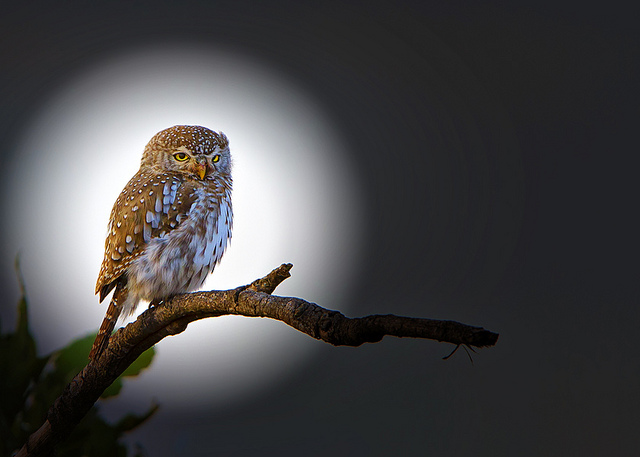 Nature Photography by Leon Molenaar Leon Molenaar3 Nature Photography by Leon Molenaar