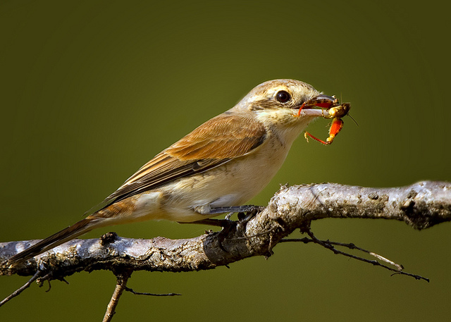 Nature Photography by Leon Molenaar Leon Molenaar5 Nature Photography by Leon Molenaar