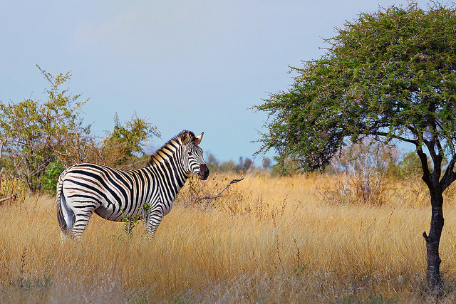 Nature Photography by Leon Molenaar Leon Molenaar7 Nature Photography by Leon Molenaar