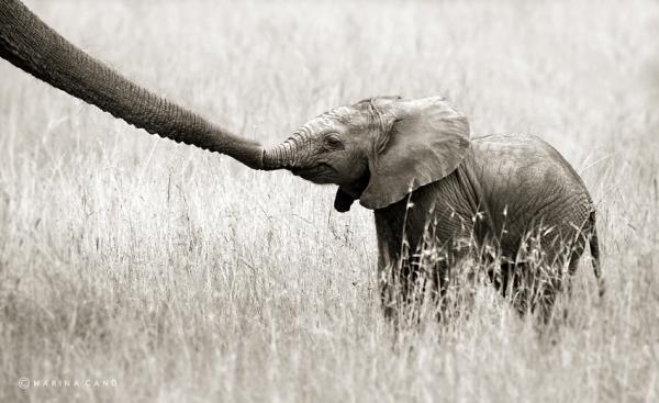 Animal Love Photography by Marina Cano Marina Cano 2600 367 Animal Love Photography by Marina Cano