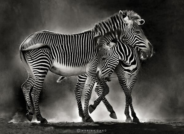 Animal Love Photography by Marina Cano Marina Cano 7600 440 Animal Love Photography by Marina Cano