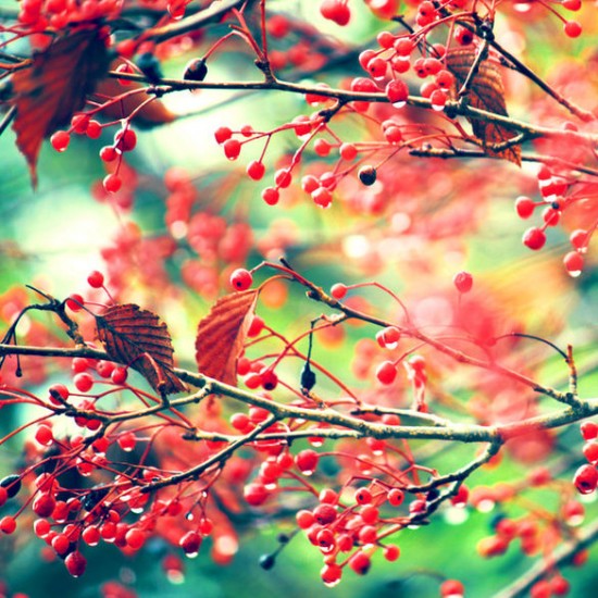 Adorable Examples of Nature Photography by Nikki from America Nature Photos By Nikki 12 550x550 Adorable Examples of Nature Photography by Nikki from America