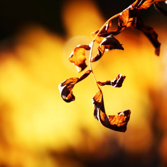 Adorable Examples of Nature Photography by Nikki from America Nature Photos By Nikki 15 550x550 Adorable Examples of Nature Photography by Nikki from America