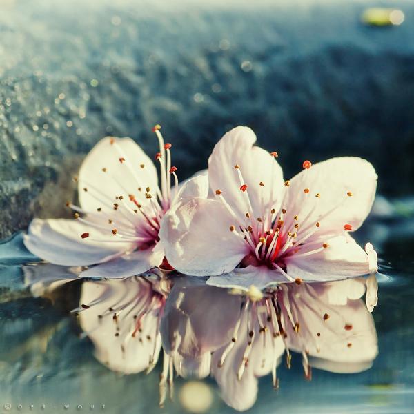 Flower Photography by Oer Wout Oer Wout 3600 600 Flower Photography by Oer Wout