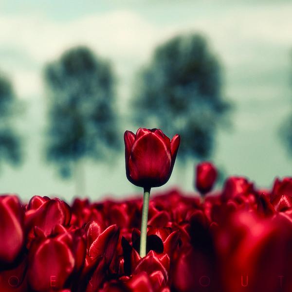Flower Photography by Oer Wout Oer Wout 8600 600 Flower Photography by Oer Wout