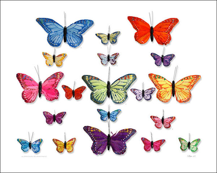 Photography by David Almeida Plate 10 Photography by David Almeida