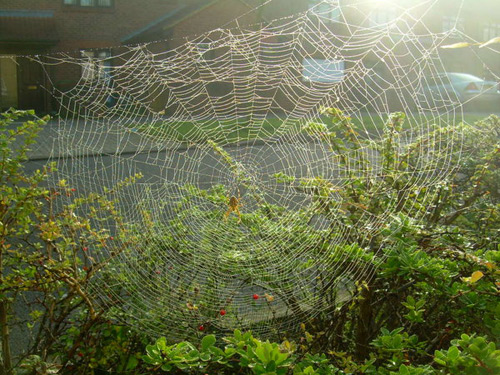 Spider Webs 3 30 Astonishing Photographs of Spider Webs