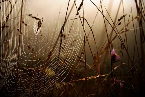 30 Astonishing Photographs of Spider Webs Spider Webs 4 30 Astonishing Photographs of Spider Webs