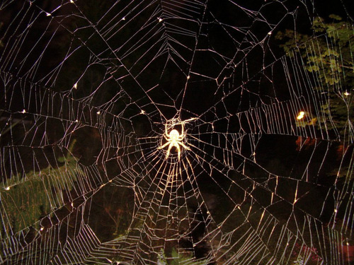 30 Astonishing Photographs of Spider Webs Spider Webs 5 30 Astonishing Photographs of Spider Webs
