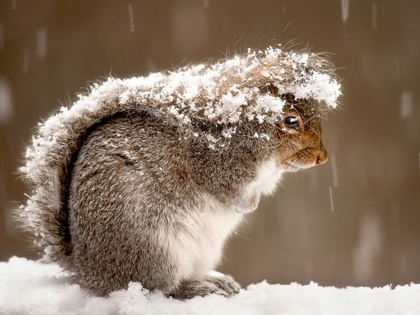 Photo of the Day: Squirrel in Snow Squirrel in Snow Photo of the Day: Squirrel in Snow