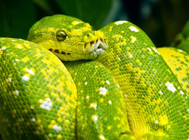 Stunning Pictures Of Snakes For You Stunning Pictures Of Snakes 1 Stunning Pictures Of Snakes For You