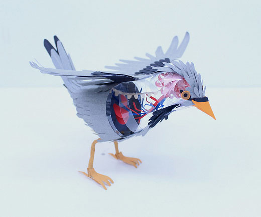 bird 3 Paper Bird Anatomy by Diana Beltran Herrera