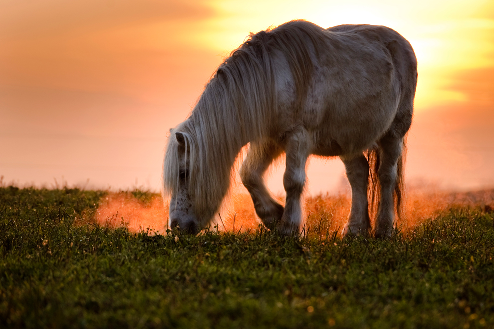 Animal Photographs #17 bp2 Animal Photographs #17