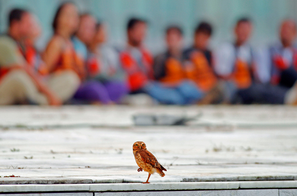 Animal Photographs #17 bp6 Animal Photographs #17