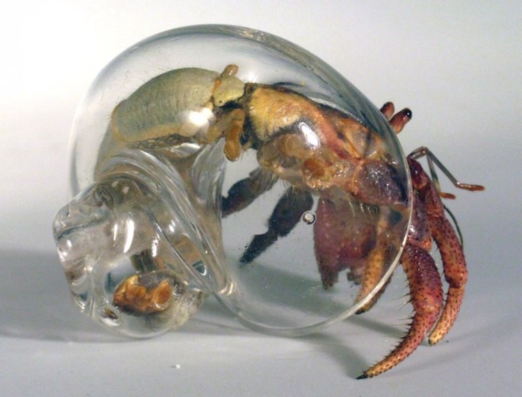Hand Blown Glass Hermit Crab Shells crab4 750x570 Hand Blown Glass Hermit Crab Shells
