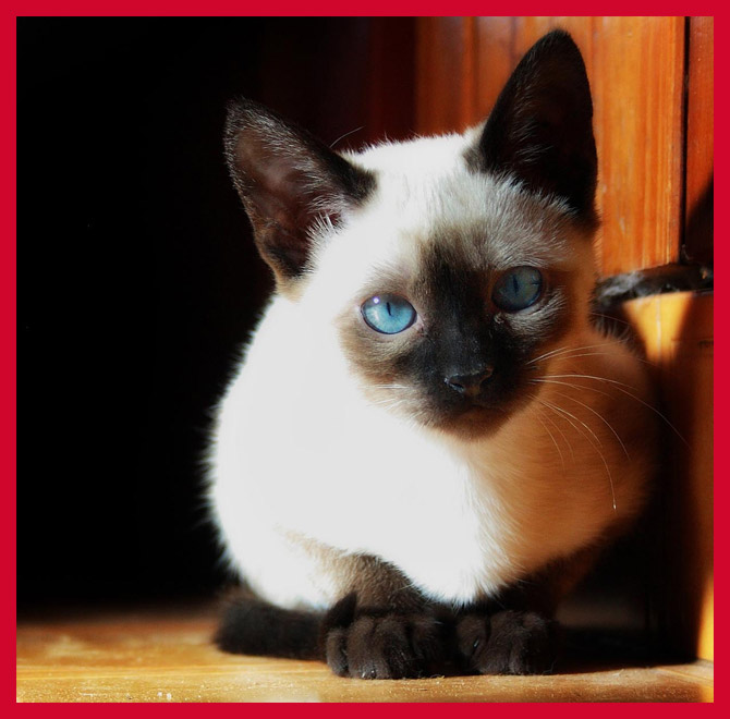 Top 20 Cutest Cat Breeds cutest cat breeds 1 Top 20 Cutest Cat Breeds