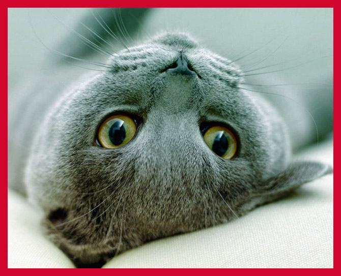 Top 20 Cutest Cat Breeds cutest cat breeds 2 Top 20 Cutest Cat Breeds