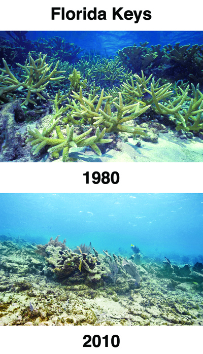 Alarming Before and After Photos of Ocean Acidification florida keys Alarming Before and After Photos of Ocean Acidification