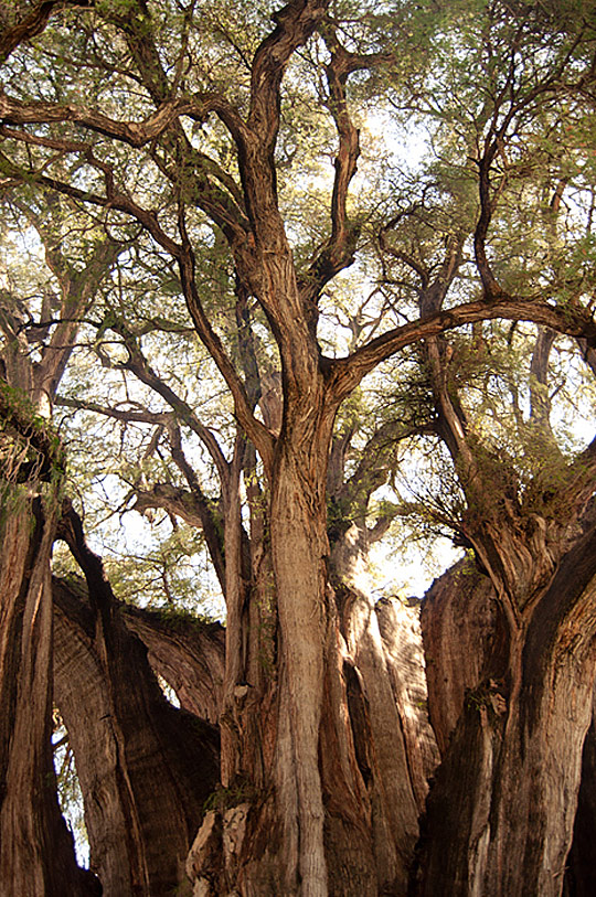 Trees i1a114 Trees