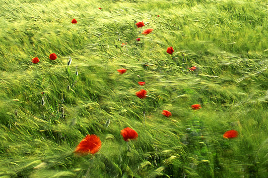 i1a130 Spring Nature Photography