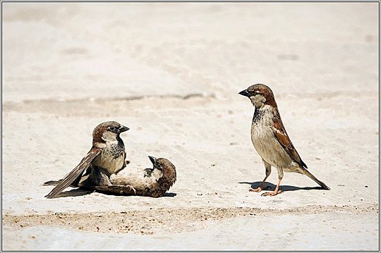 i1a190 Animals Photo Showcase
