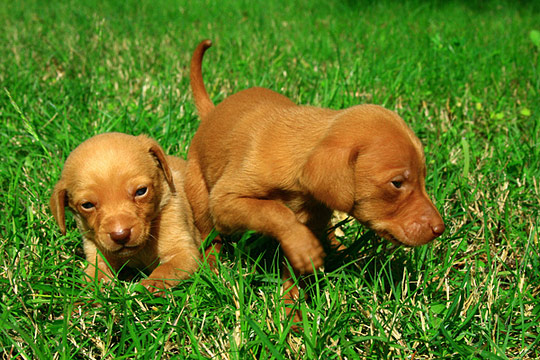 Little Animals Photography i1a230 Little Animals Photography