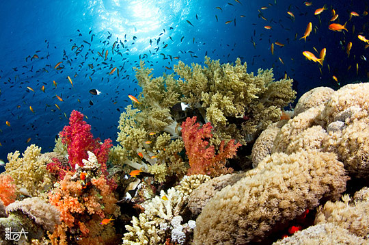 Underwater Photography i1a260 Underwater Photography