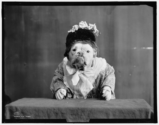 BULLDOGS IN FANCY DRESS (1905) i1a261 BULLDOGS IN FANCY DRESS (1905)