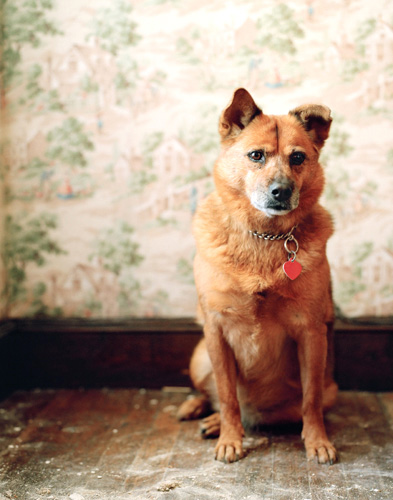 Dog Portraits by Winnie Au i1a6 Dog Portraits by Winnie Au