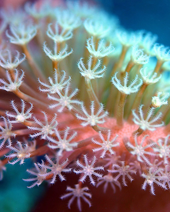 Underwater Photography i1b251 Underwater Photography