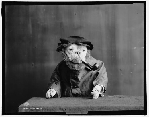 BULLDOGS IN FANCY DRESS (1905) i1b252 BULLDOGS IN FANCY DRESS (1905)