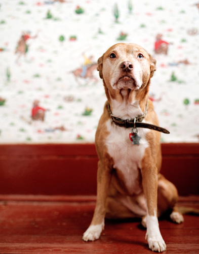 Dog Portraits by Winnie Au i1b6 Dog Portraits by Winnie Au