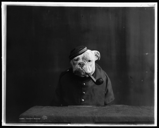BULLDOGS IN FANCY DRESS (1905) i1c251 BULLDOGS IN FANCY DRESS (1905)