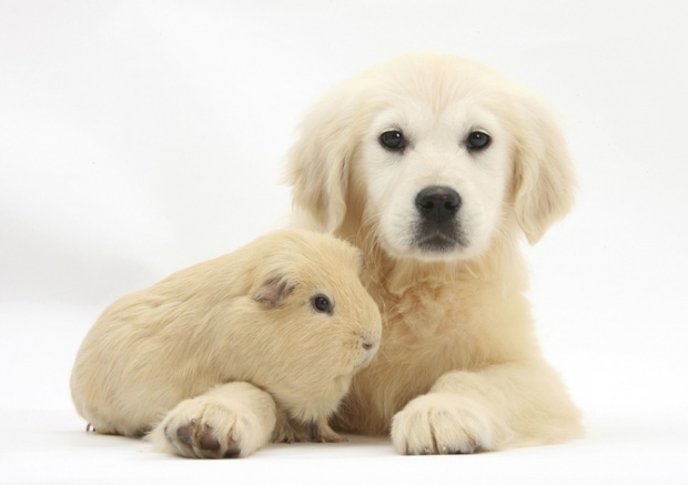 Animals live in harmony i1c95 Animals live in harmony
