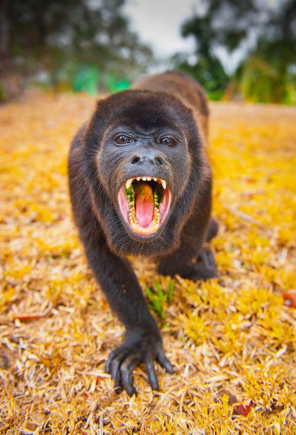 ufunk best of National Geographic Photography Contest 2012 251 45 beautiful pictures from the National Geographic’s Photography Contest 2012