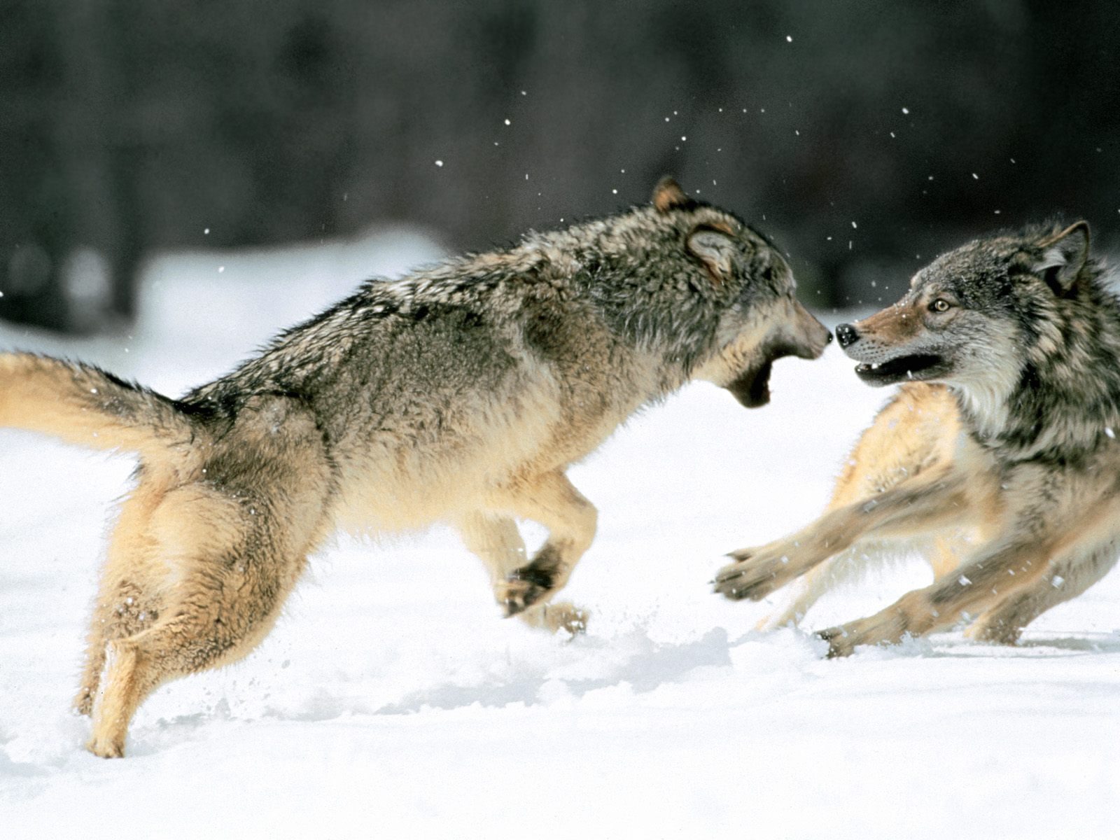 40 Amazing Animals HD Wallpapers www.stuffkit 25 40 Amazing Animals HD Wallpapers
