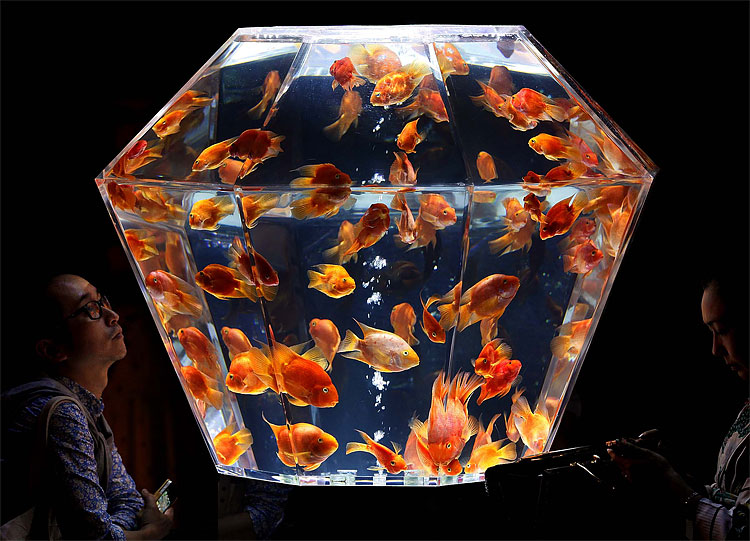 Art Aquarium Exhibition in Tokyo 1108 Art Aquarium Exhibition in Tokyo