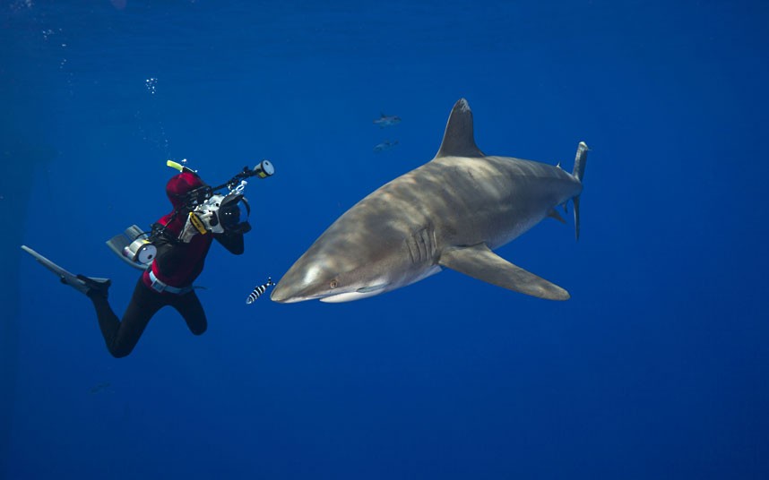 David Fleethams underwater photographs of life in the worlds oceans 11105 David Fleethams underwater photographs of life in the worlds oceans