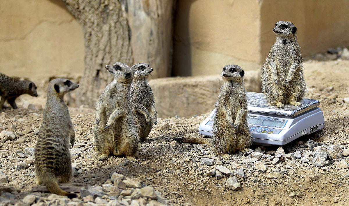 Photo of the Day: Weighing the Meercats 1145 Photo of the Day: Weighing the Meercats