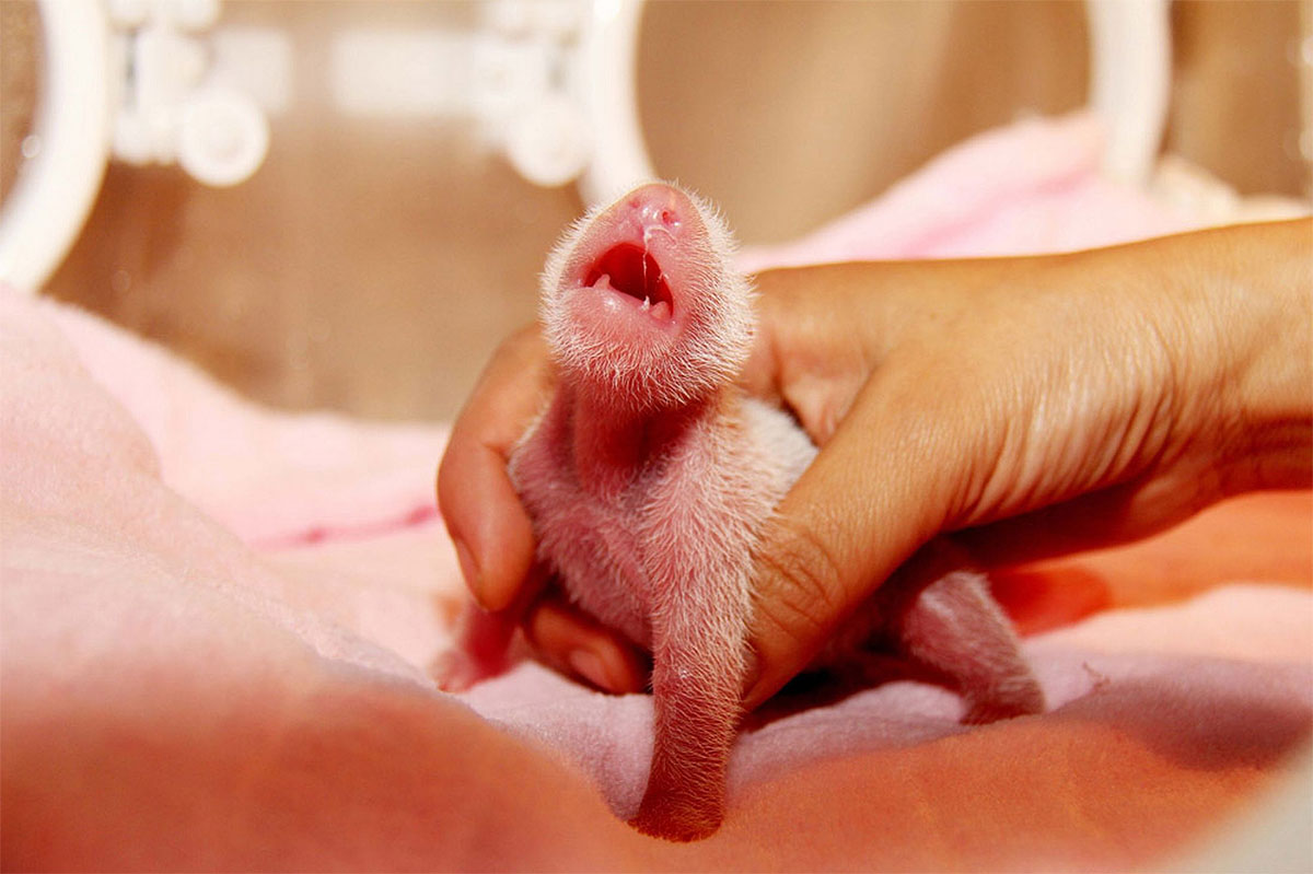 Photo of the Day: A Newborn Panda Girl 1177 Photo of the Day: A Newborn Panda Girl