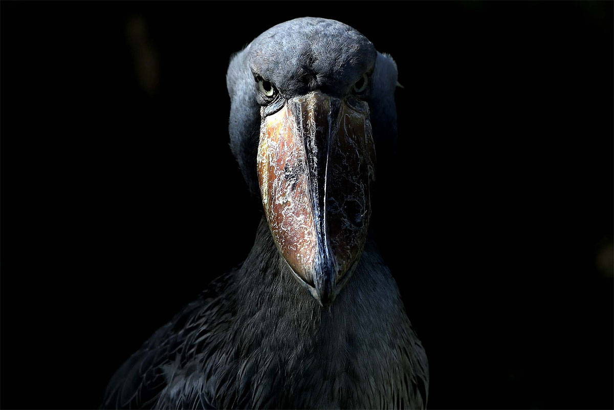 Photo of the Day: What do You Want from Me? 1182 Photo of the Day: What do You Want from Me?