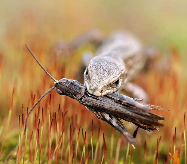 141 40 Stunning Close Up Shots of Animals